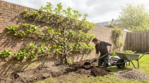 Deze tropische fruitboom overleeft kou zonder bestrijding, maar planten vraagt om een slimme zet