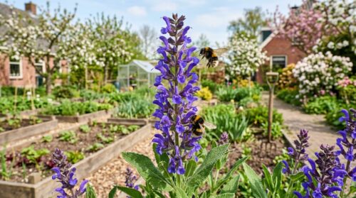 Vroeger stond hij bij de moestuin: deze droogtebestendige plant lokt meer bijen dan lavendel