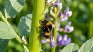 Bijzondere vondst: hommels prikken planten om ze sneller te laten bloeien